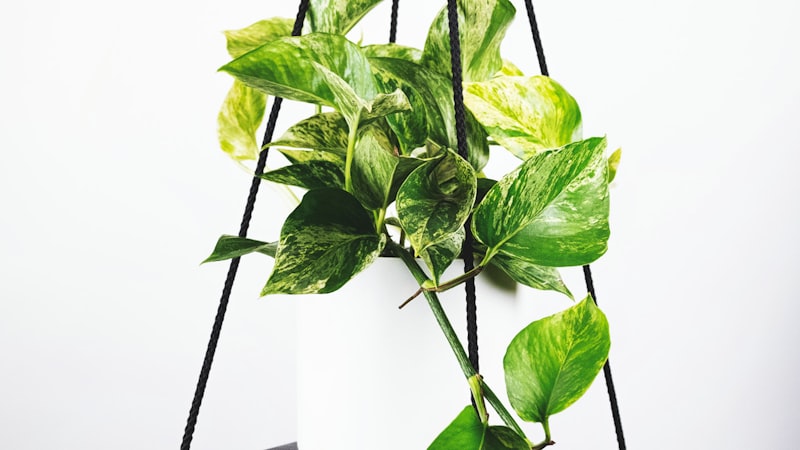 足球世界杯决赛直播画面，球场全景，观众座无虚席